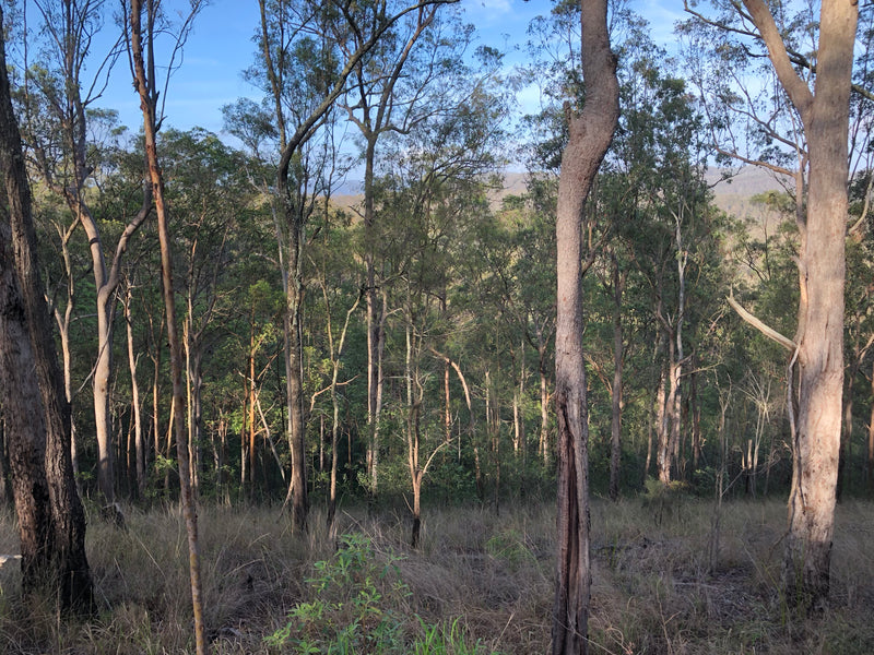 Gum Tree, the inspiration behind the new RANT collection