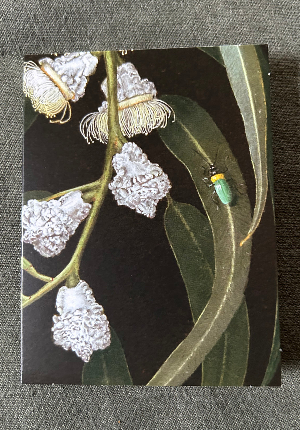 Gum Bugs Florist Card Pack